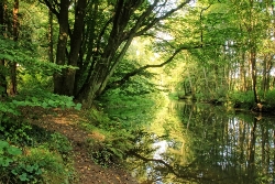 Alsterlauf Baum am Ufer