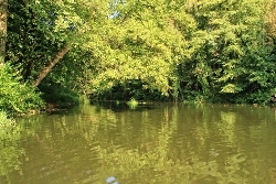 Alsterlauf Büsche am Wasser Bild 1