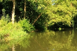 Alsterlauf Büsche am Wasser Bild 2