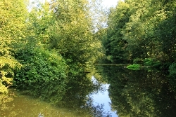Alsterlauf Büsche an einer Flussbiegung