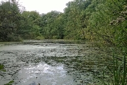 Alsterlauf Morast Bild 1