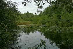 Alsterlauf Morast Bild 2