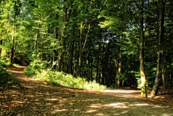 Alsterlauf Sonne im Wald Bild 1