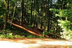 Alsterlauf Sonne im Wald Bild 3