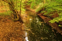 Alsterlauf stehendes Wasser