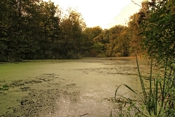Stilles Wasser mit Schilf Bild 1