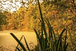 Stilles Wasser mit Schilf Bild 2