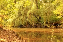 Trauerweiden am Wasser Bild 2