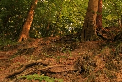Bäume am Abhang-Bild 2