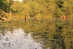 Spiegelbilder im Wasser Bild 1