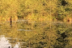 Spiegelbilder im Wasser Bild 2
