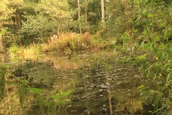 Spiegelbilder im Wasser Bild 3
