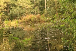 Spiegelbilder im Wasser Bild 4