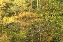 Spiegelbilder im Wasser Bild 5