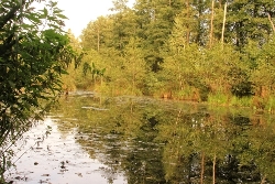 Spiegelbilder im Wasser Bild 6
