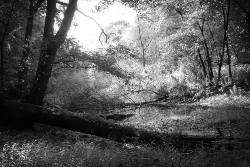 Umgestürzter-Baum im Wald s/w