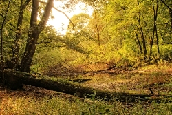 Umgestürzter-Baum im Wald
