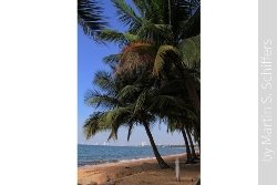 Palmen am Strand in Bangsaray Bild 1