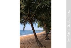 Palmen am Strand in Bangsaray Bild 2