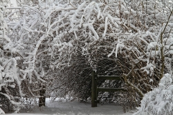 Hamburger Stadtpark Sträucher im Schnee