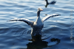Hamburg Graugans auf der Alster