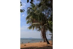 Jomtien - Palme am Strand