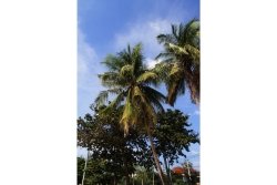 Jomtien - Palmenreihe mit sicht auf den blauen Him