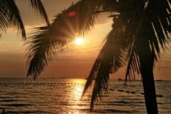 Jomtien - Schwarze Palmensilhouette mit rotem Sonn