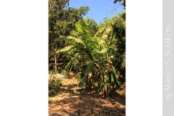 Koh Larn Bananen Bäume im Wat Bild 2