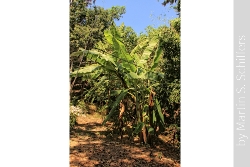 Koh Larn Bananen Bäume im Wat