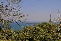 Koh Larn Blick durch die Büsche auf das Meer Bild 2